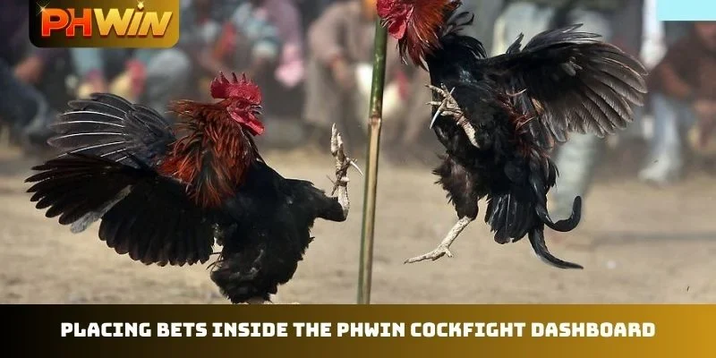 Placing bets inside the PHWIN Cockfight dashboard