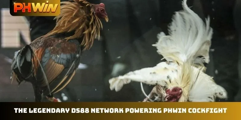 The legendary DS88 network powering PHWIN Cockfight